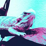 Lucas Johnson - Instagram Profile Picture of Lucas Johnson (@plaga_of_pepples) on Instagram