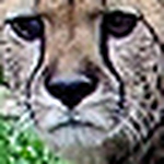 Profile Picture of Jose Luis Campos C. (@bienvenidos a imagenes de jose luis pasen y vean) on Flickr