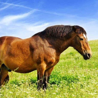 Profile Picture of Robert Mccallion Of The Stallion Battalion (@MccallionOf) on Twitter