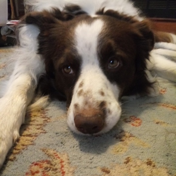 Profile Picture of Amy Mocny (@ppaamom) on Poshmark