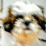 Julia catarina vieira rispoli - Instagram Profile Picture of Julia catarina vieira rispoli (@juliacatarinavieira) on Instagram