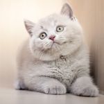 🎀寵物城市專業貓舍🎀(英短貓、小步舞曲、布偶貓、曼赤肯) - Instagram Profile Picture of 🎀寵物城市專業貓舍🎀(英短貓、小步舞曲、布偶貓、曼赤肯) (@sweet09172021) on Instagram