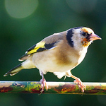 Profile Picture of michael mcintyre (@artanglerPD) on Flickr