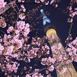 Profile Picture of Hannah Osama (@osamahannah) on Instagram