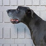 Profile Picture of Matthew Mahoney (@madu_myhomie) on Instagram