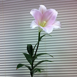 Profile Picture of Joy Chiu (@joychiu11) on Flickr