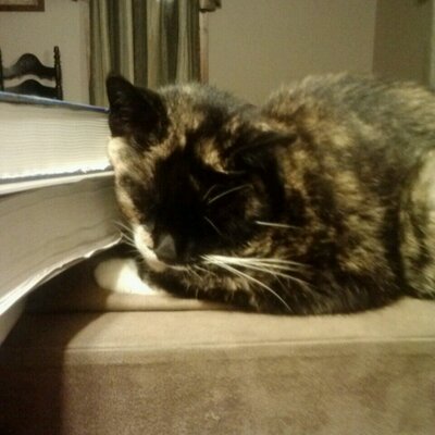 Profile Picture of Karl Roush (@Bluefox3737) on Twitter