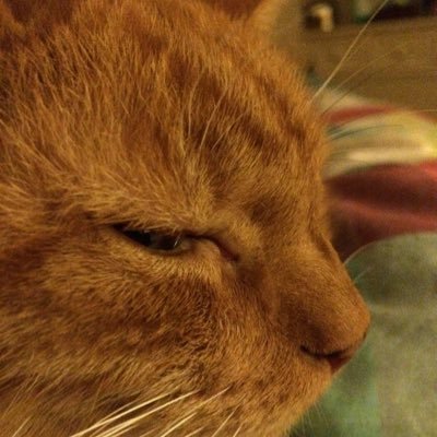 Profile Picture of Lori Monks (@monksyl) on Twitter