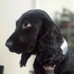 Profile Picture of J U D Y (@cockerspaniel.judy) on Instagram