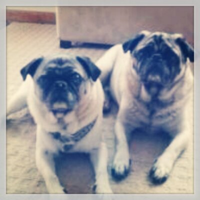 Profile Picture of Tucker & Bernie (@TuckerBernard1) on Twitter