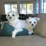 Profile Picture of Jeffrey (@jeffrey.cafferelli) on Instagram