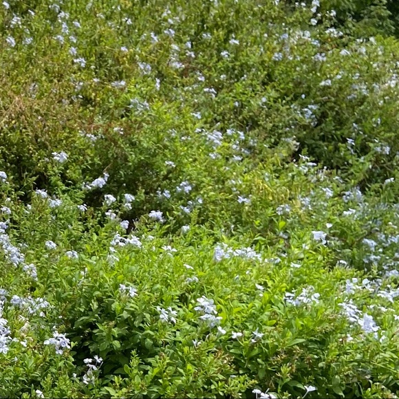 Profile Picture of Jasmine Chavira (@jasmine011) on Poshmark