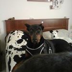 Profile Picture of Daniela Saragosa (@saragosadaniela) on Instagram