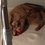 Profile Picture of Emma Jean Hussey (@maz_catlife) on Instagram