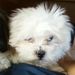 Profile Picture of Betty Servo (@bservo08) on Pinterest