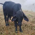 Profile Picture of Julio Quirino (@julio.quirino.2025) on Facebook