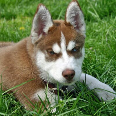 Profile Picture of Serena Hart (@SerenaAdam) on Twitter