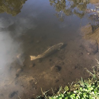 Profile Picture of Michael Galo (@MichaelGalo9) on Twitter