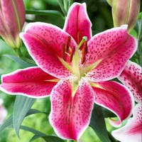 Profile Picture of Lily Dinh (@lily-dinh-11) on Quora