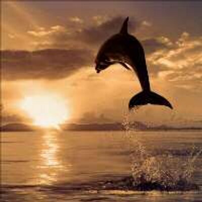 Profile Picture of Andrew M. Kunkel (@amkunkel) on Twitter