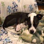 Profile Picture of Baxter Hill (@baxter_thedog_hill) on Instagram