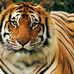 Profile Picture of Andrew Ram (@andrew.ram.332) on Facebook