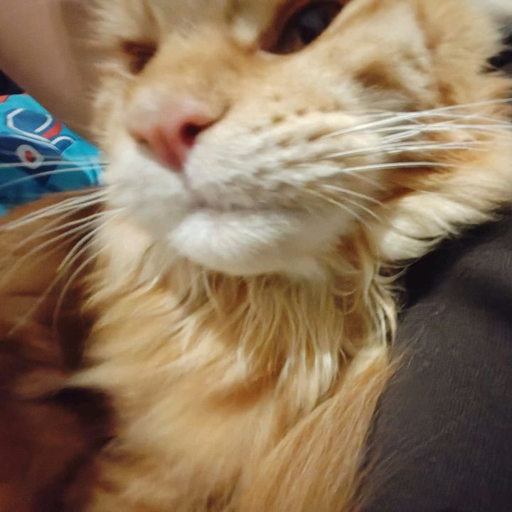 Profile Picture of Silly Therian :3 (@justasilly_th3rian) on Tiktok