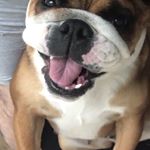 Profile Picture of Chris Bickerstaffe (@bonnieenglishbull) on Instagram