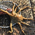 Profile Picture of Isabel S The Fisher Girl (@isabelthefishergirl) on Instagram