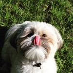 Profile Picture of Teddy Pace (@thelifeof.ted) on Instagram