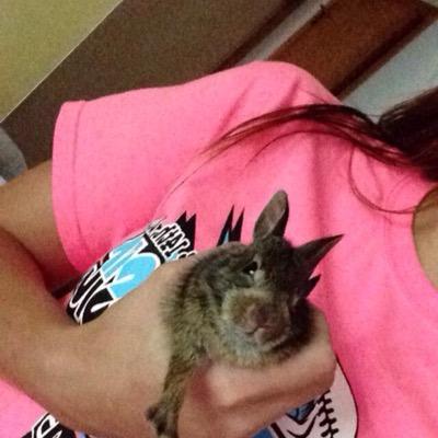 Profile Picture of Jeffrey The Rabbit (@JeffreyRabbit) on Twitter
