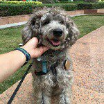 Profile Picture of Faye Liu (@faye_liu317) on Instagram