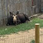 Profile Picture of   Lisa Marr... (@freefalling1111) on Tiktok