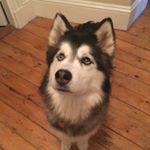 Profile Picture of Colin Connolly (@gronimojackson) on Instagram