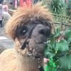 Profile Picture of Alice Heely (@@alice.official.heely) on Tiktok