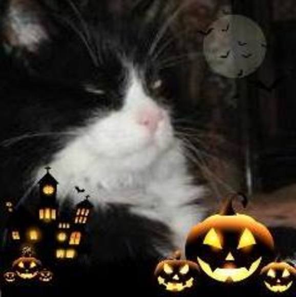 Profile Picture of Cherrill Emerson (@cecatnip) on Poshmark