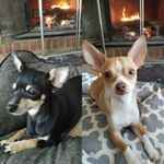 Profile Picture of Ginger & Rusty Lance (@ginger_and_rusty_lance) on Instagram