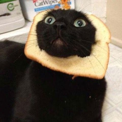 Profile Picture of bread yoghurt (@breadyoghurt) on Tiktok