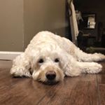 Profile Picture of Brad Jacobsen (@jacobsen.brad12) on Instagram
