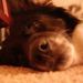 Profile Picture of Diane Bower (@dbower19) on Pinterest