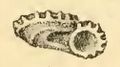 Profile Picture of Rotaliotina discoideaon Wikipedia
