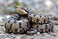Profile Picture of Viperaon Wikipedia