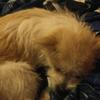 Profile Picture of raymond.sauerdiana_c (@@raymond.sauerdian) on Tiktok
