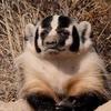 Profile Picture of Steve Kopp (@steve.kopp6) on Tiktok