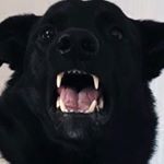 Profile Picture of Ричард, но не чай☝🏼 (@richardtheblackdog) on Instagram