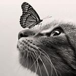 Profile Picture of Edward Huang (@edward.huang_) on Instagram