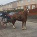 Profile Picture of David Keast (Hermas Welsh Cobs) (@David-Keast) on Facebook