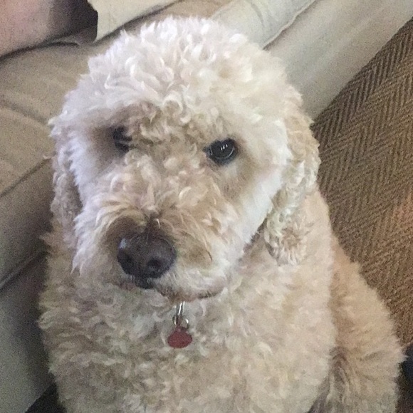 Amy Cuny - Poshmark Profile Picture of Amy Cuny (@kiboandbuddy) on Poshmark