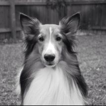 Profile Picture of Pat Bannister (@pdb53) on Pinterest
