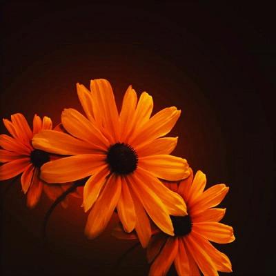 Profile Picture of Juby Susan Mathew (@jubysusan) on Twitter